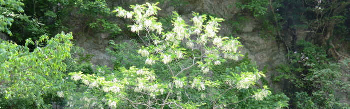 f:id:aw2q:20120519212128j:image f:id:aw2q:20120519212128j:image