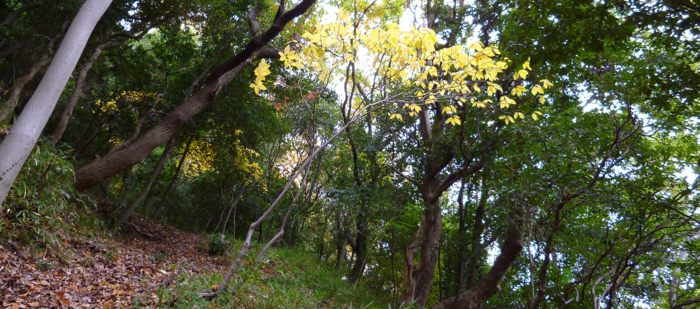 f:id:aw2q:20121201185346j:image