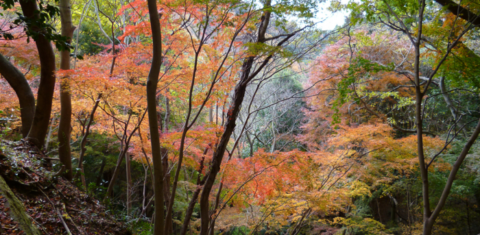 f:id:aw2q:20121201185624j:image