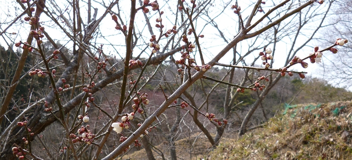 f:id:aw2q:20140310214423j:image