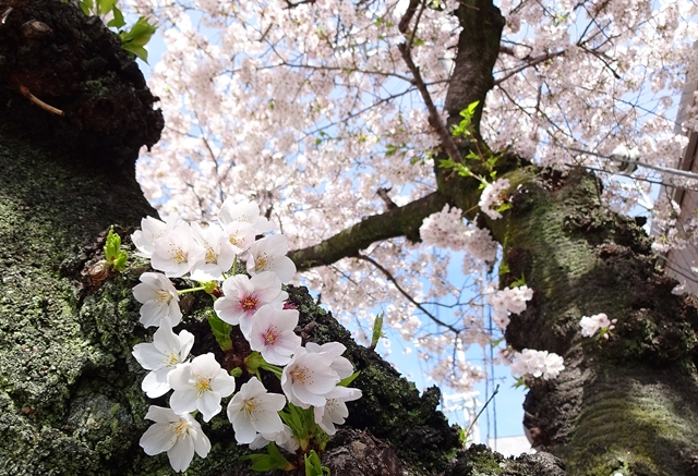 f:id:aw2q:20150404185745j:image