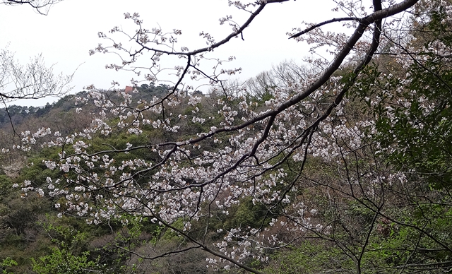 f:id:aw2q:20150405143119j:image