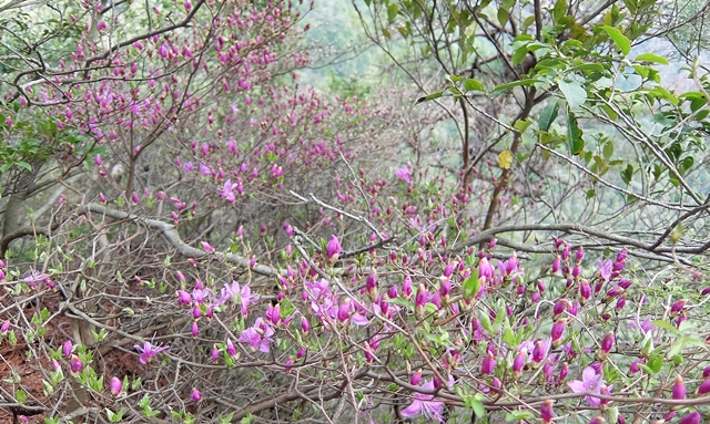 f:id:aw2q:20150412182858j:image