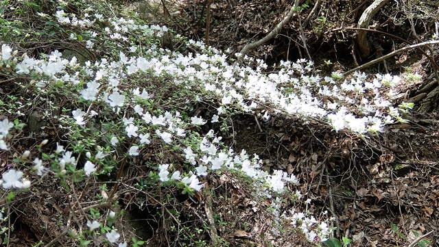 f:id:aw2q:20150425170749j:image