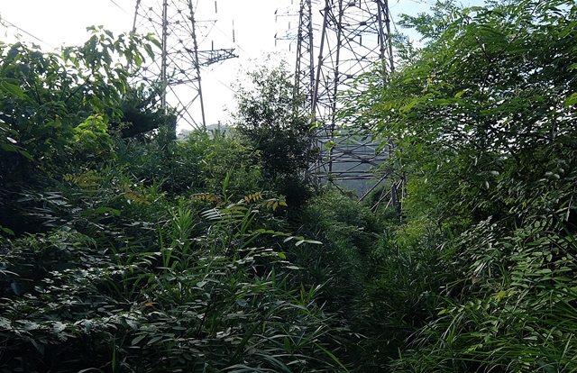 f:id:aw2q:20150728220423j:image