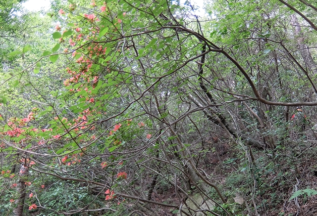 f:id:aw2q:20180615123451j:image