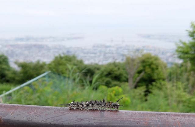 f:id:aw2q:20180615123718j:image