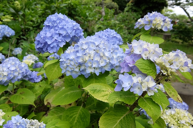 f:id:aw2q:20180615123721j:image