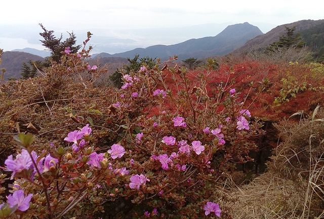 f:id:aw2q:20181106115811j:image