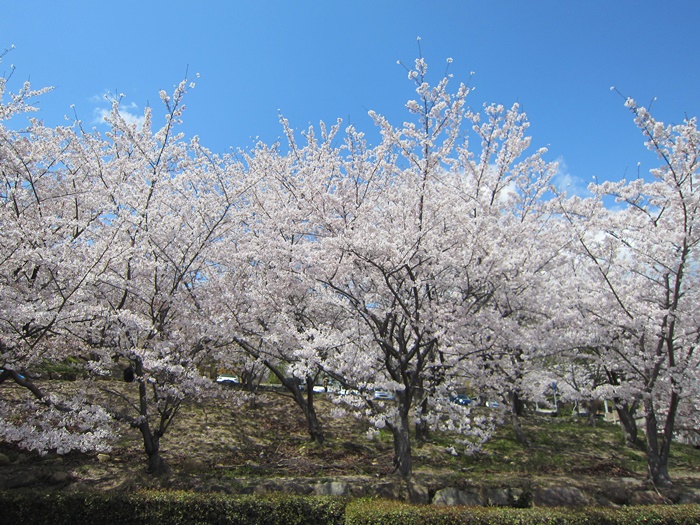 f:id:aw2q:20200405204117j:plain