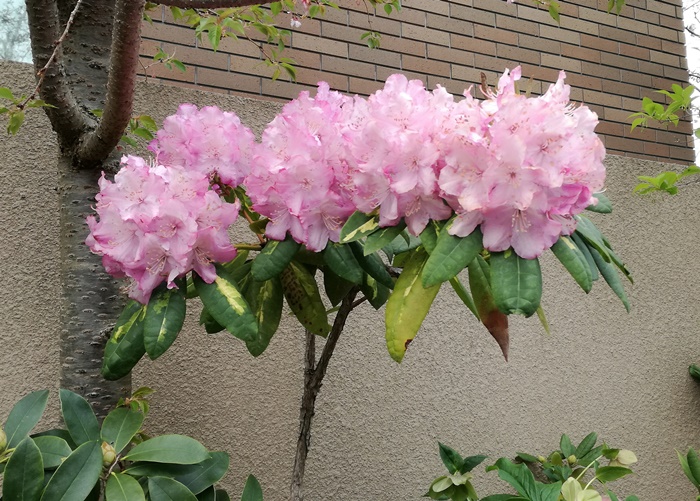 f:id:aw2q:20200415194527j:plain