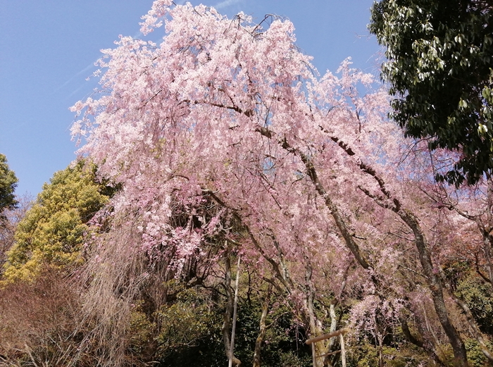 f:id:aw2q:20210405105046j:plain