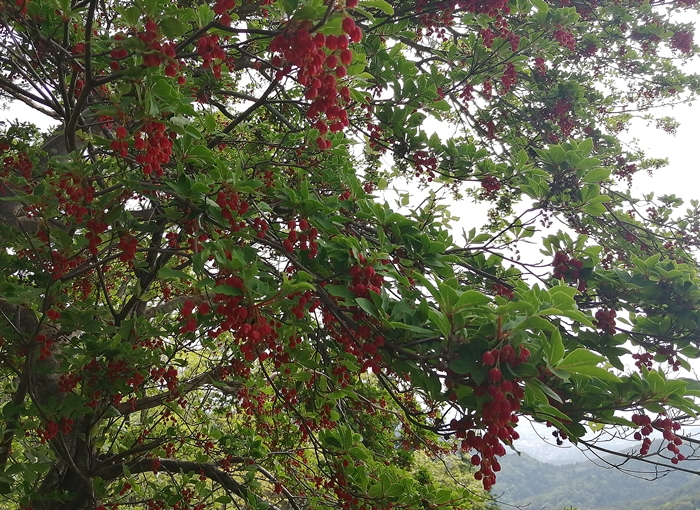 f:id:aw2q:20210515091150j:plain