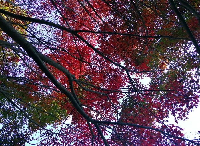 f:id:aw2q:20211106183753j:plain
