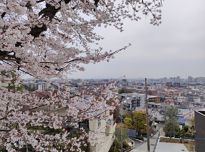 金鳥山（338m）の桜並木 - 摩耶山の麓から