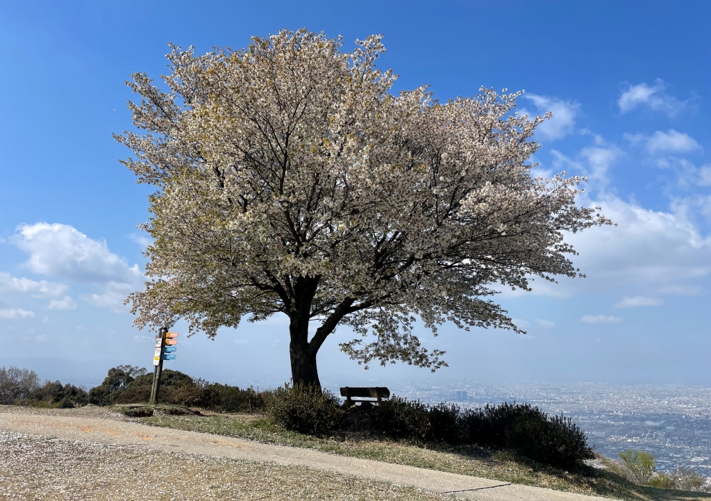 生駒山系 ぼくらの広場へお花見ハイク・・・大阪府東大阪市・奈良県