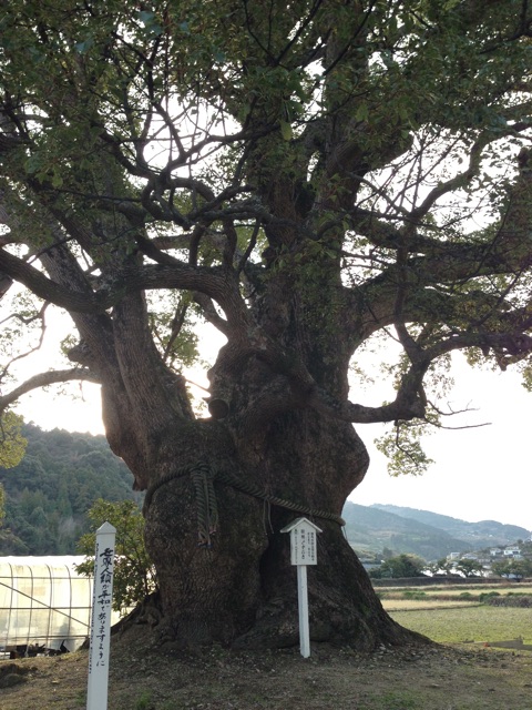 f:id:awa-otoko:20141225001240j:plain f:id:awa-otoko:20141225001240j:plain