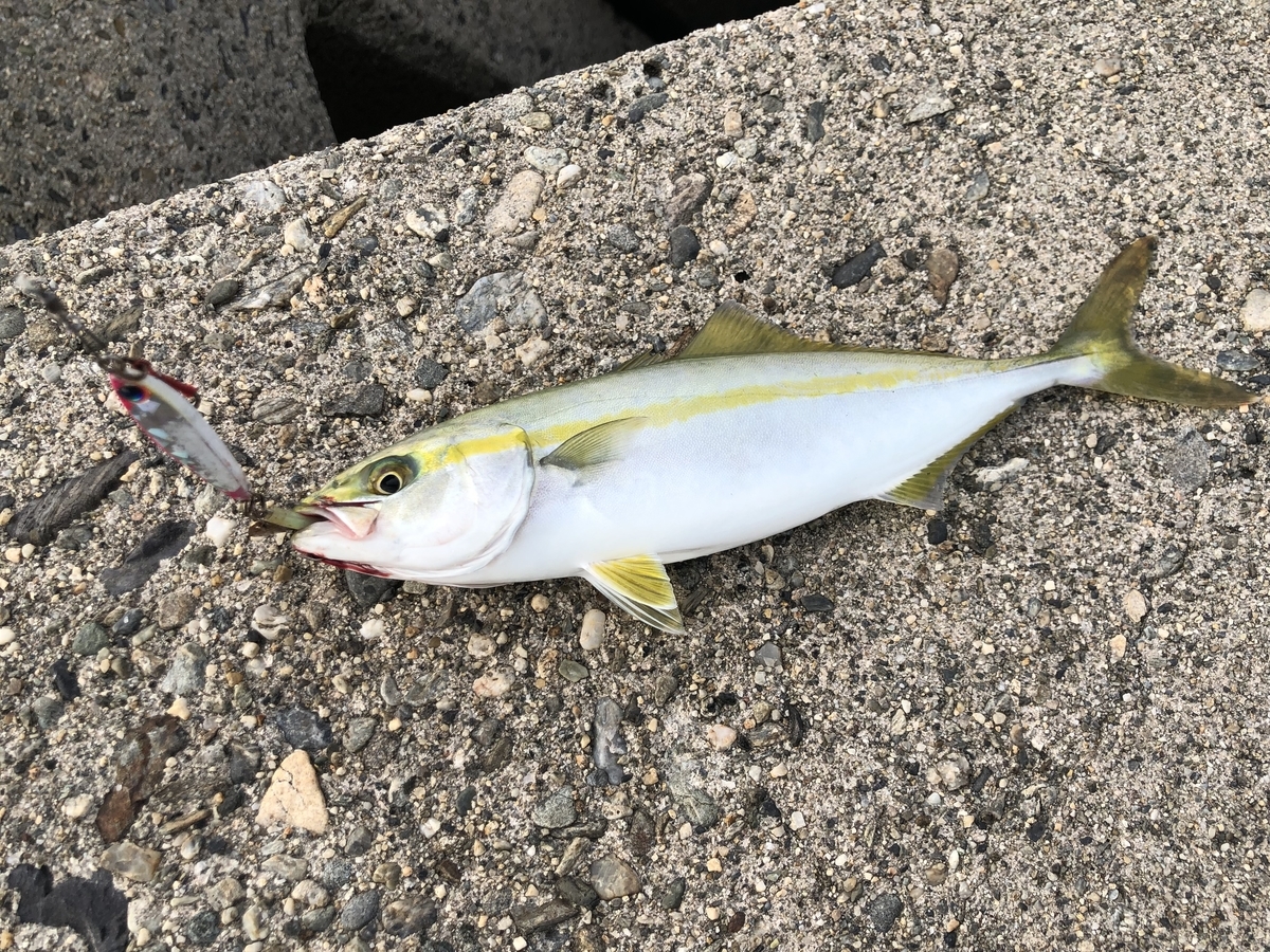 f:id:awajitakota:20190710151218j:plain
