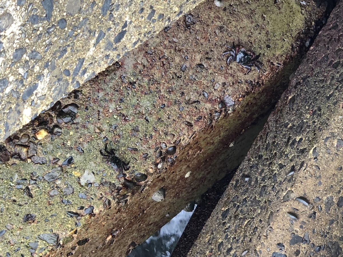 f:id:awajitakota:20190710151436j:plain