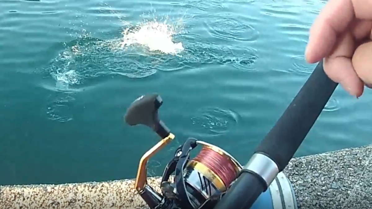 水深が日本一深い漁港は足元でナブラが起きます 三重県 九鬼漁港 ２回目 海も山も大好きチャンネル