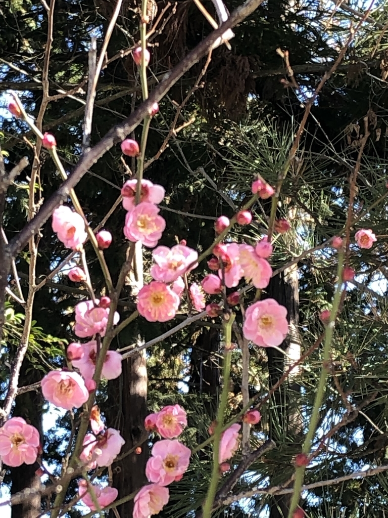 f:id:awakannon:20190204233111j:plain