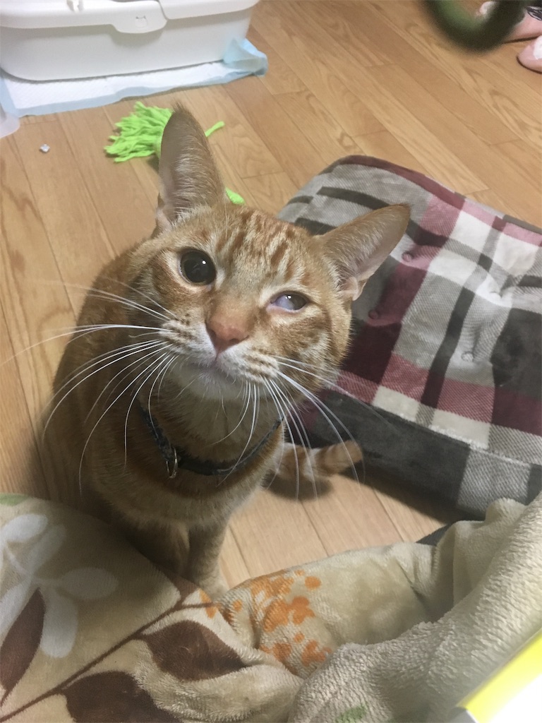 ホルネル症候群 うちの犬猫イニシャルｋ