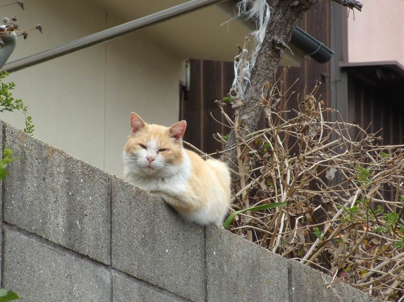 イメージ 2