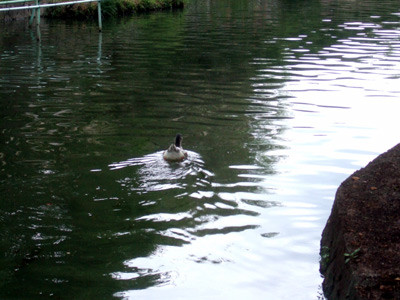 f:id:awatomo:20100920122944j:image:w350 f:id:awatomo:20100920122944j:image:w350