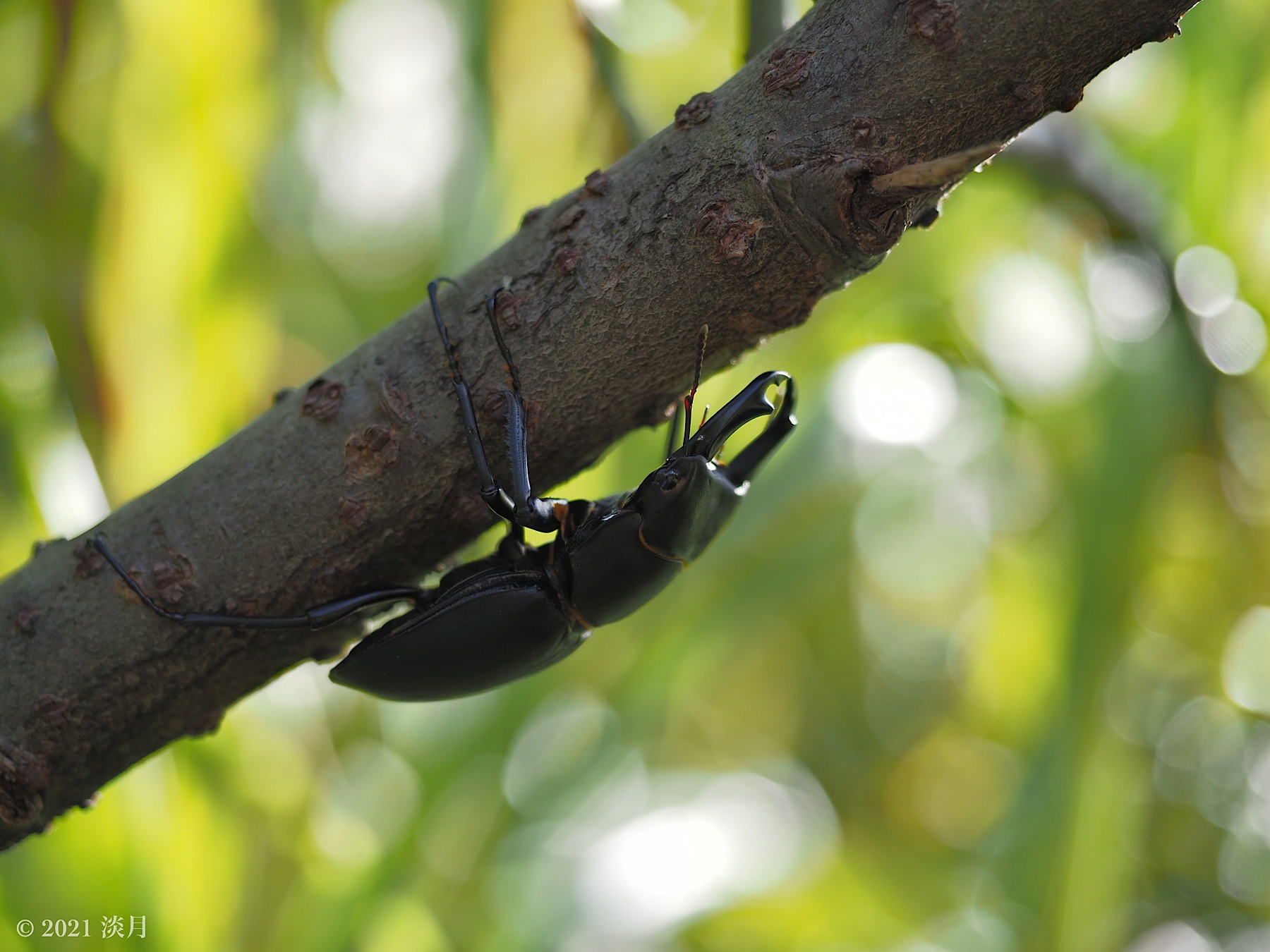 キュウシュウヒメオオクワガタ ペア ♂43.7mm♀35.6mm 宮崎県