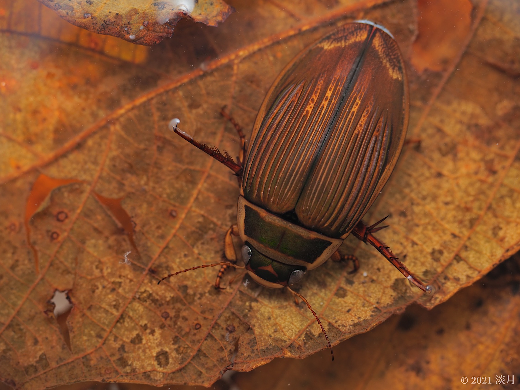 エゾゲンゴロウモドキ(2021年11月) - 蜻蛉と蟷螂