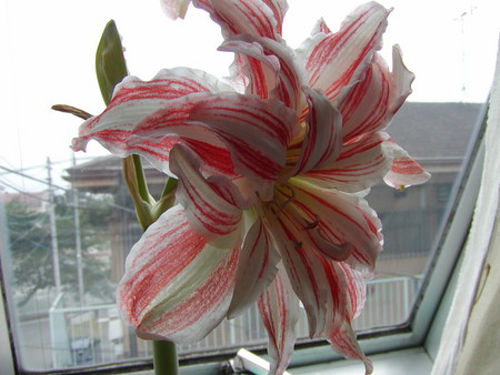 f:id:awayama:20070523020601j:image