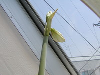 f:id:awayama:20070523020603j:image