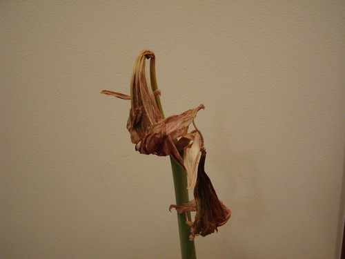 f:id:awayama:20070602001006j:image