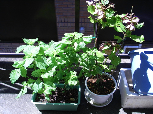 f:id:awayama:20070724103318j:image f:id:awayama:20070724103318j:image