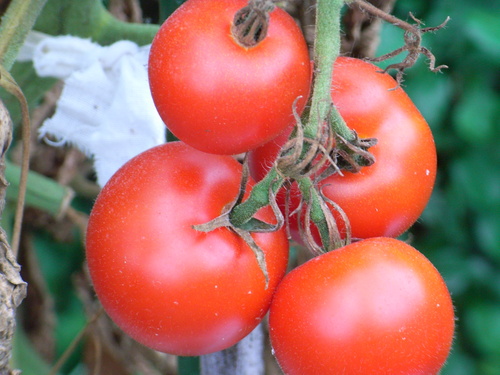 f:id:awayama:20070823171740j:image