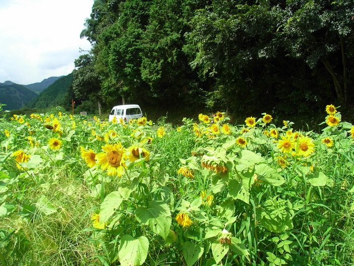 f:id:awayama:20070824132738j:image