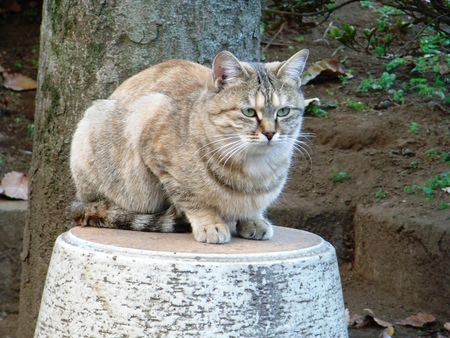 f:id:awayama:20071125152152j:image