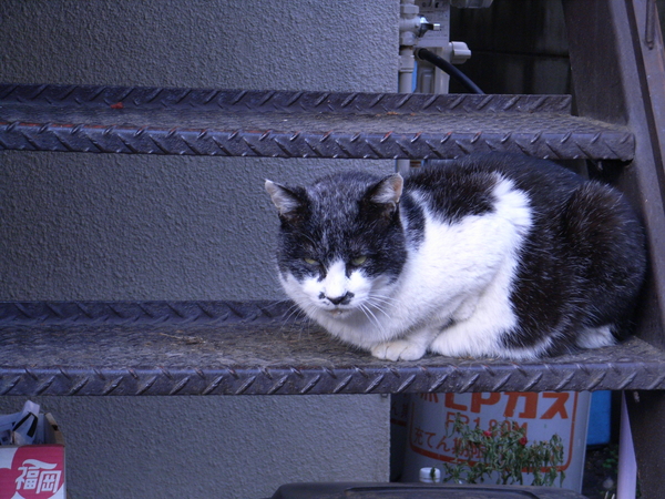 f:id:awayama:20080210155118j:image