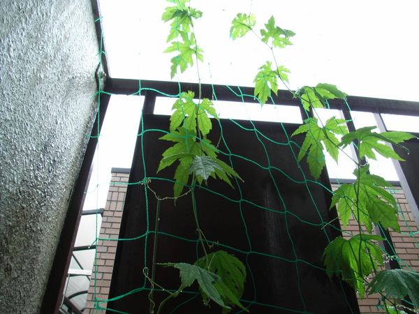 f:id:awayama:20080629140341j:image