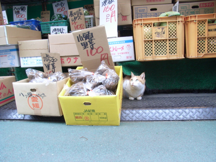f:id:awayama:20090129160242j:image