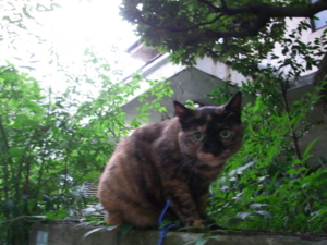 f:id:awayama:20090806183216j:image