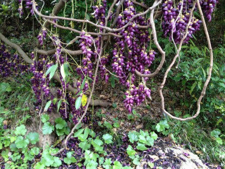 f:id:awosan:20120513154912j:image:w360