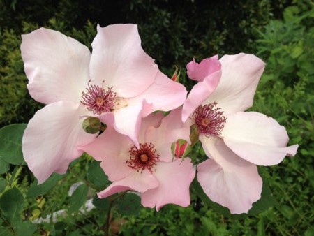 f:id:awosan:20120513155109j:image:w360