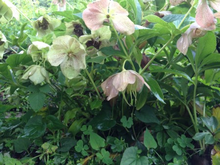 f:id:awosan:20120513155153j:image:w360