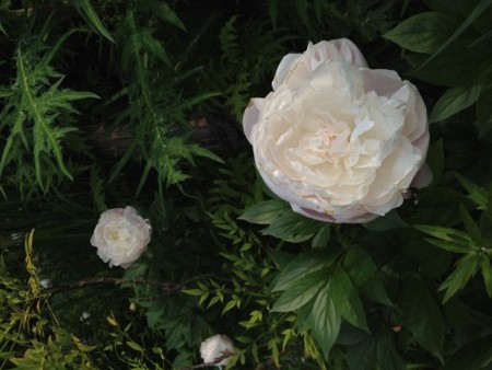 f:id:awosan:20120513155958j:image:w360