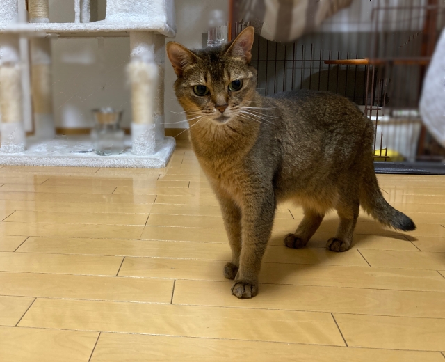 アビシニアン