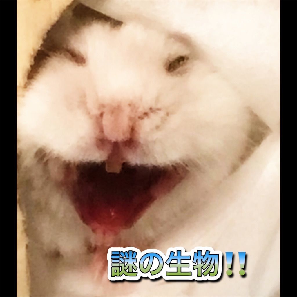 f:id:ax52:20210203204332j:image
