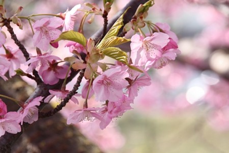 f:id:axset:20100227235656j:image