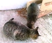 f:id:ay8b:20100524132248j:image