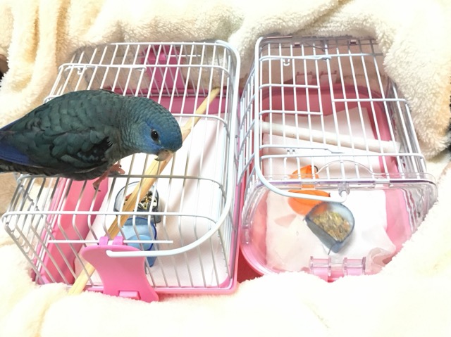 イメージ 5
